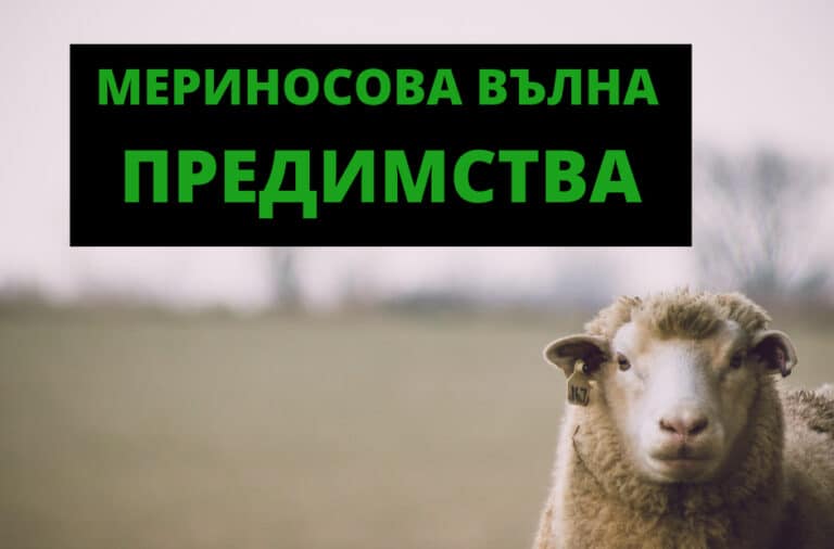 Read more about the article МЕРИНОСОВА ВЪЛНА – КАКВО, КАК И ЗАЩО?